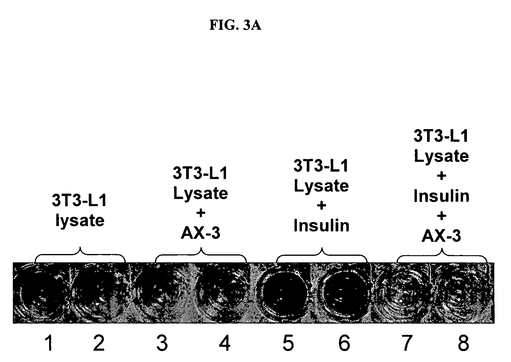 Compositions and methods for treating or preventing overweight or obesity with zinc-charged protein fragments