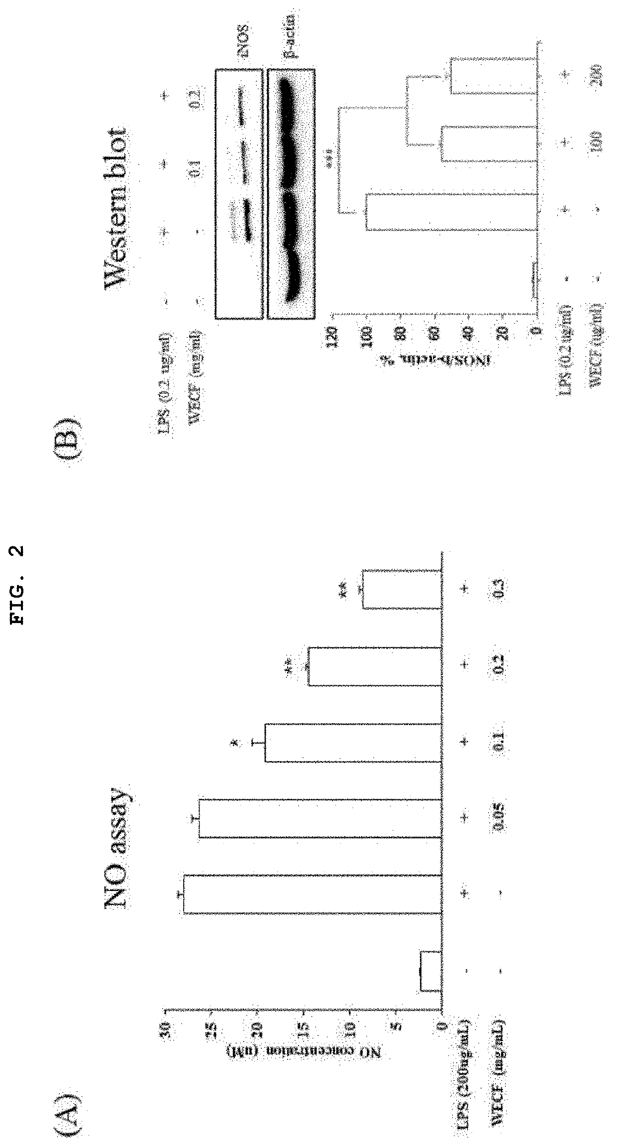 Pharmaceutical composition comprising codium fragile extract as effective ingredient for protecting or treating articular cartilage