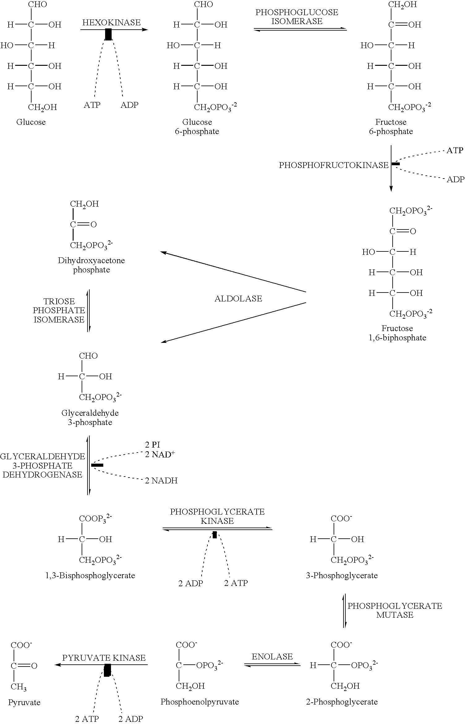 Methods for indentifying compounds that modulate an enzyme involved in riboflavin metabolism in a pathogenic microorganism