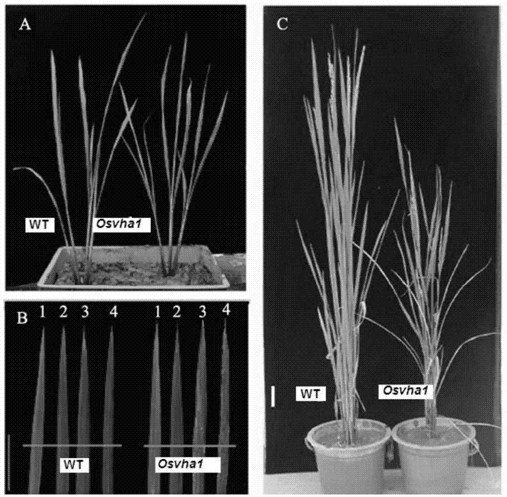 Application of rice genes OsVHA1 in delaying senility of plant leaves and improving plant salt tolerance