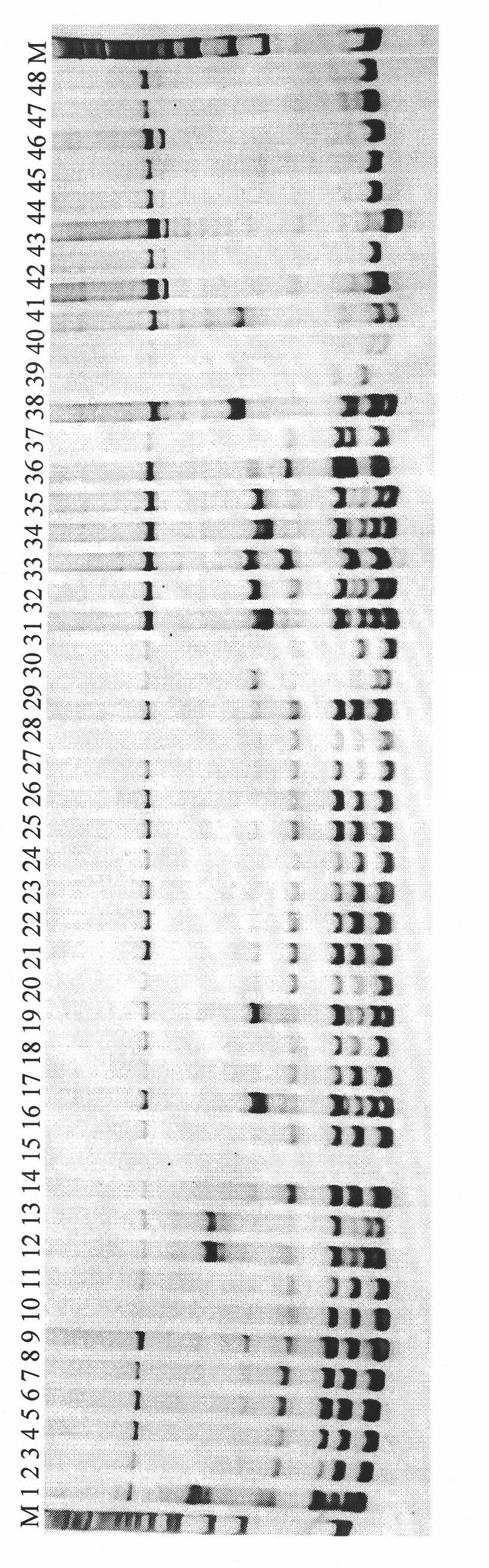 Amygdalus communis EST (expressed sequence tag) microsatellite marker screening method
