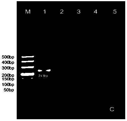 Primers and kit for detecting Asia1-type foot-and-mouth disease virus and preparation method of primers and kit