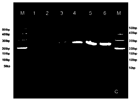 Primers and kit for detecting Asia1-type foot-and-mouth disease virus and preparation method of primers and kit