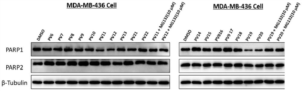 PARP1 protein degradation agent and application thereof in tumor resistance