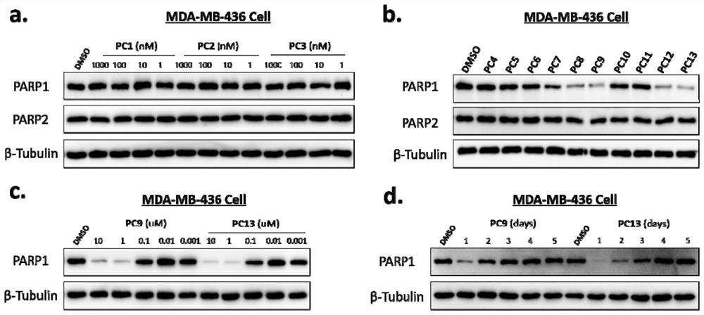 PARP1 protein degradation agent and application thereof in tumor resistance
