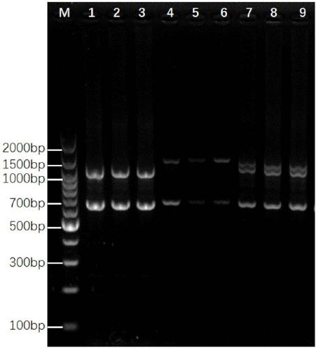 Method for rapid identification of yak, cattle and dzo beef