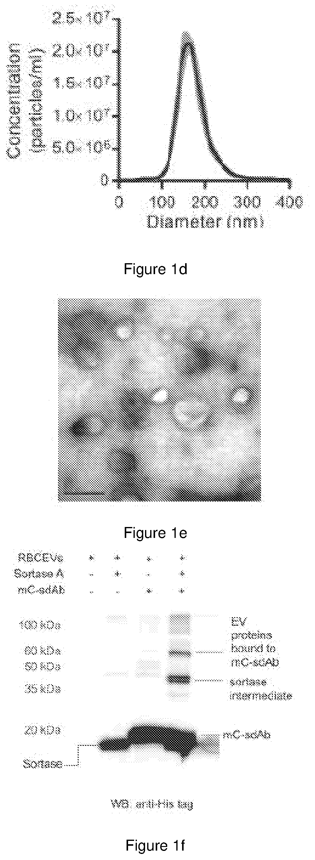 Surface modified extracellular vesicles