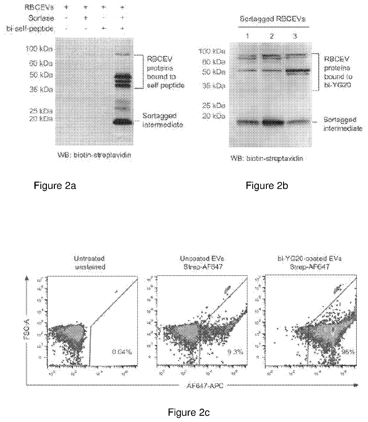 Surface modified extracellular vesicles