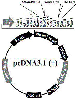 Adipose tissue-derived stromal cell construction method and application