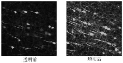 Biological tissue clearing reagent and biological tissue clearing method