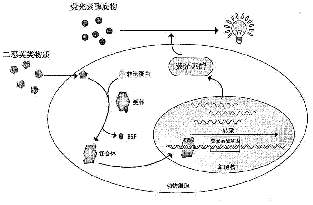 Carrier suitable for cell transformation, recombinant cell and application thereof