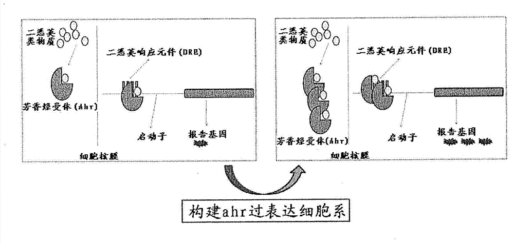 Carrier suitable for cell transformation, recombinant cell and application thereof