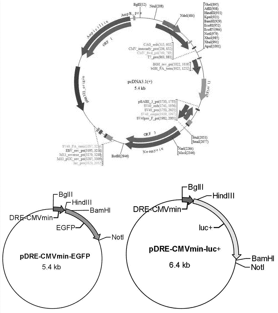 Carrier suitable for cell transformation, recombinant cell and application thereof