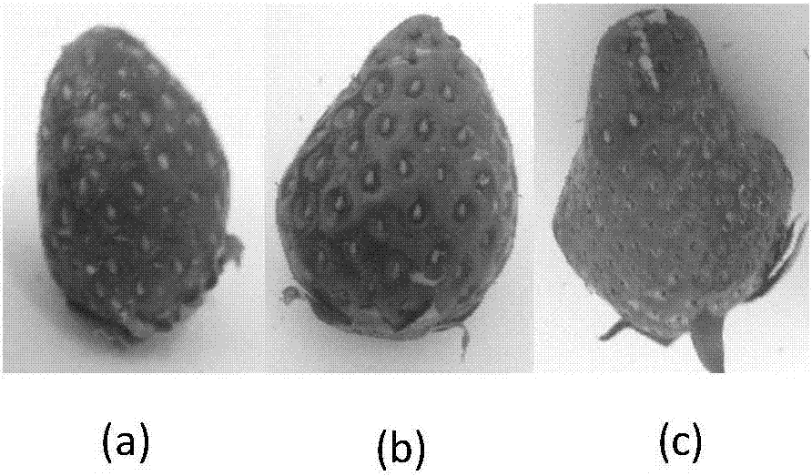 Preparation method of edible nanofiber preservative film