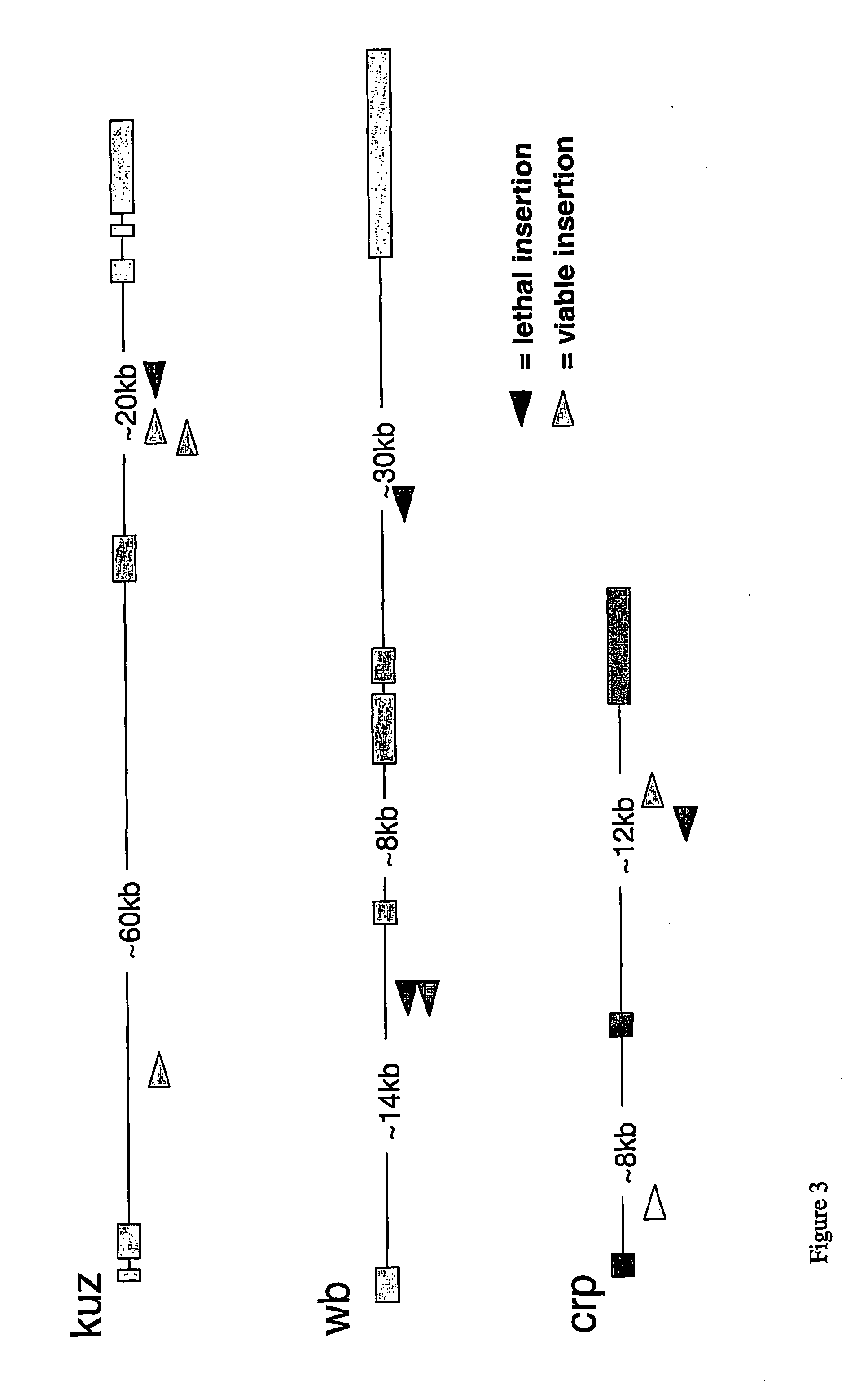 Insect ammunition vectors and methods of use to identify pesticide targets