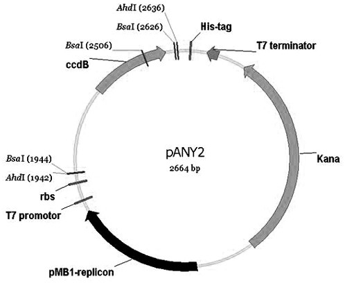 A kind of plasmid vector and its construction method