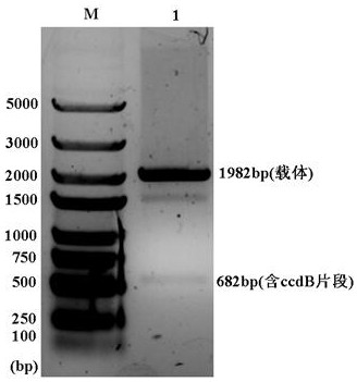 A kind of plasmid vector and its construction method