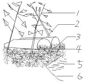 Using method of toad froglet habitat field