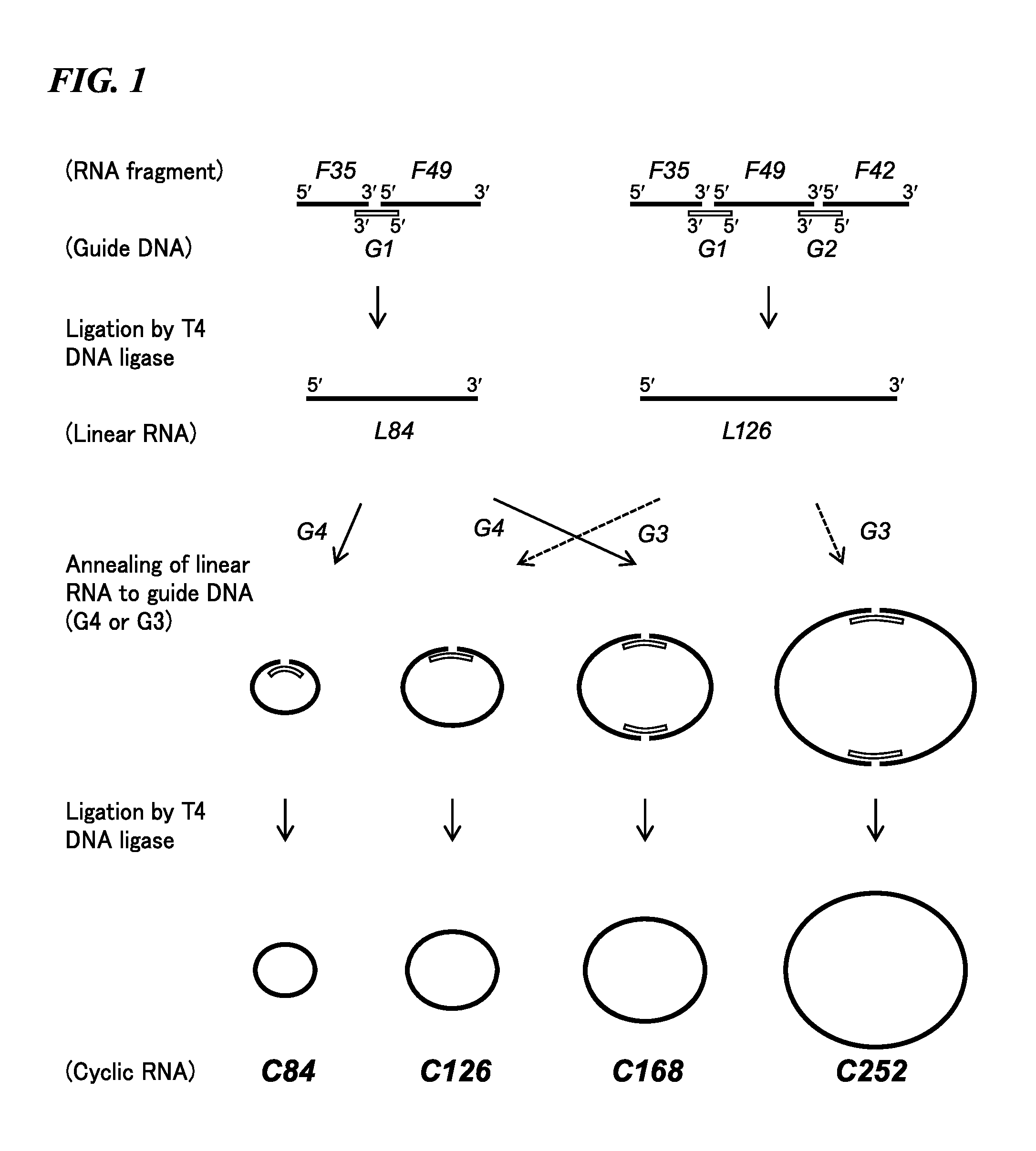 Cyclic RNA and protein production method