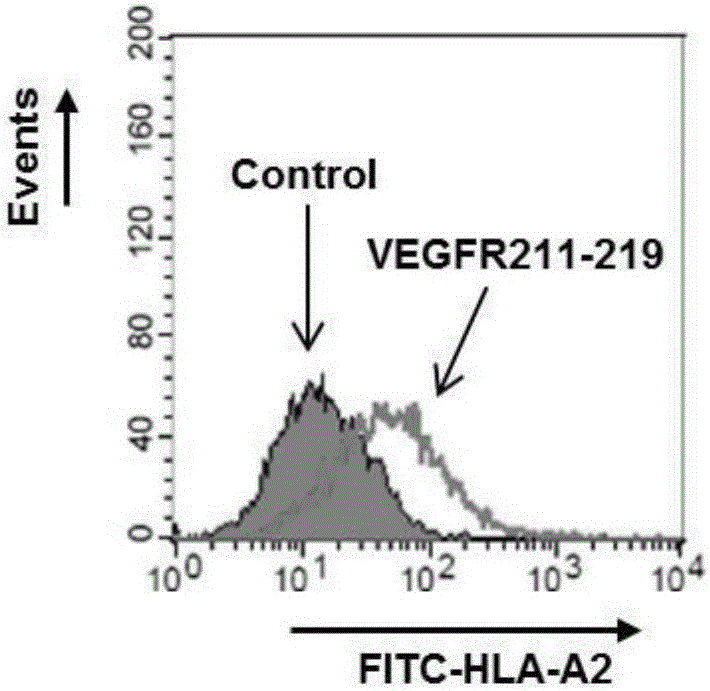 CTL (cytotoxic lymphocyte) epitope polypeptide of vascular endothelial growth factors and application of CTL epitope polypeptide