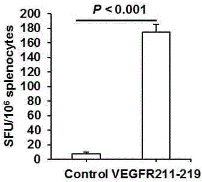 CTL (cytotoxic lymphocyte) epitope polypeptide of vascular endothelial growth factors and application of CTL epitope polypeptide