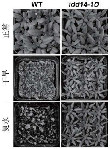 Application of Arabidopsis idd14 gene in improving plant drought stress tolerance