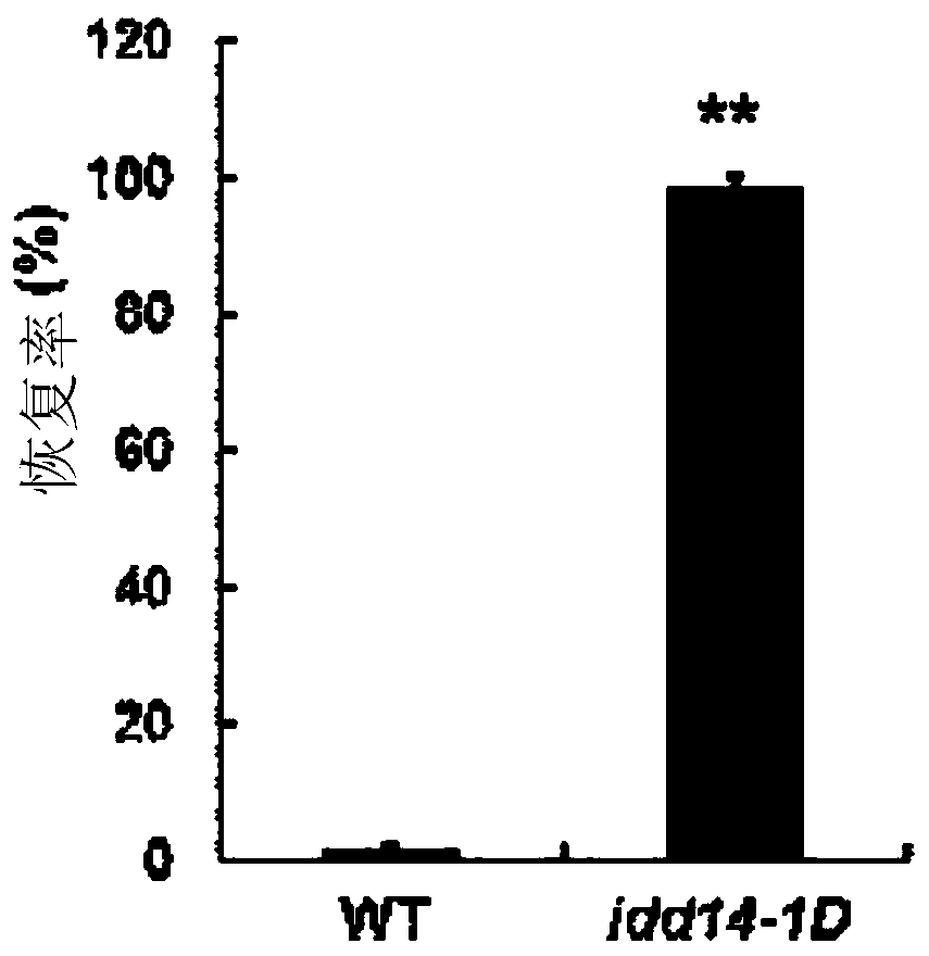 Application of Arabidopsis idd14 gene in improving plant drought stress tolerance