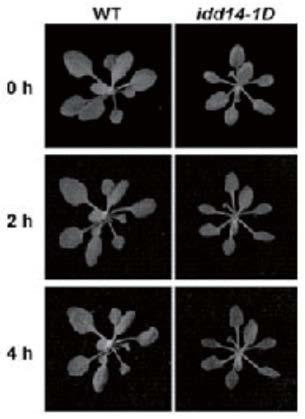 Application of Arabidopsis idd14 gene in improving plant drought stress tolerance