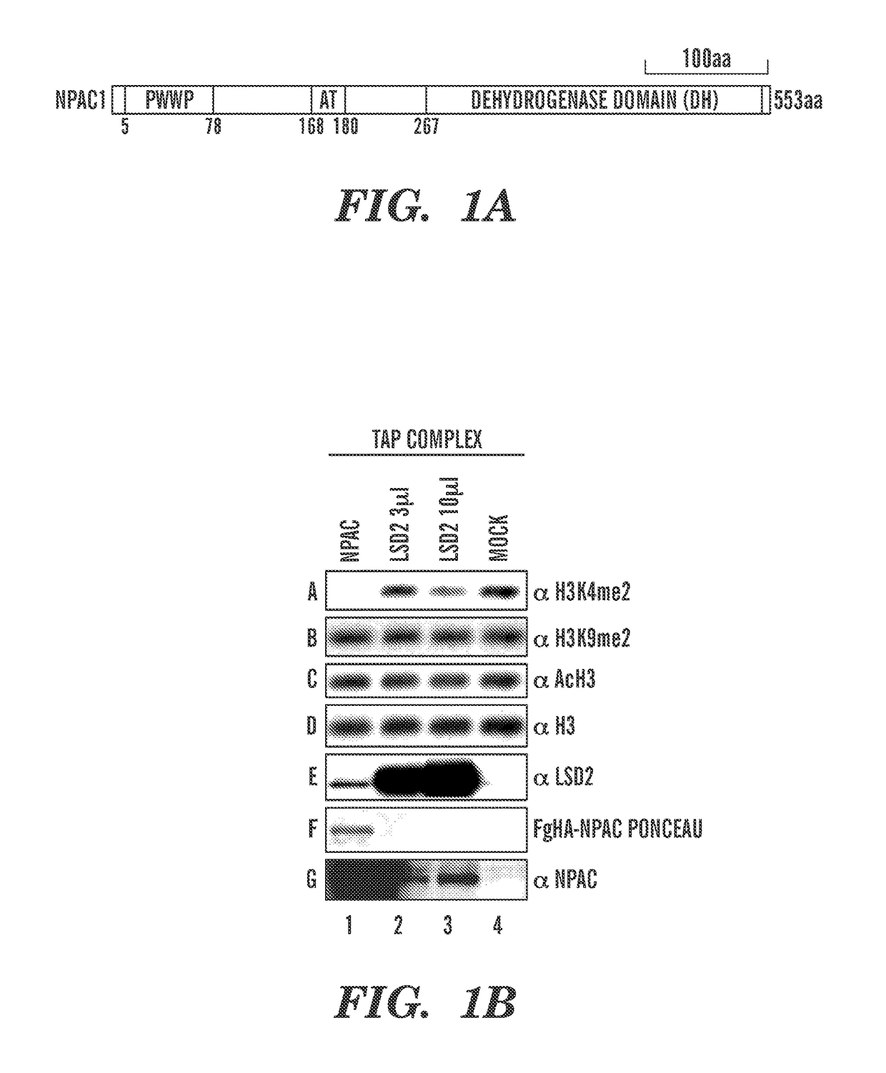 Peptides useful for modulating histone demethylase function