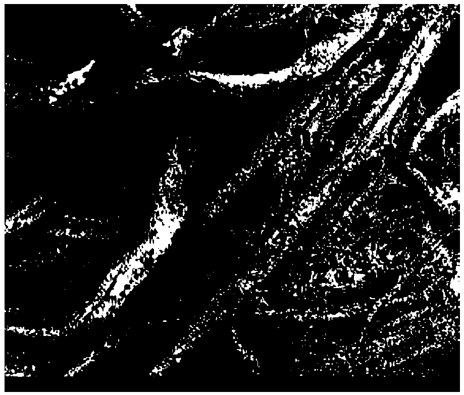 Method for preparing loaded nano zinc oxide functional filter paper