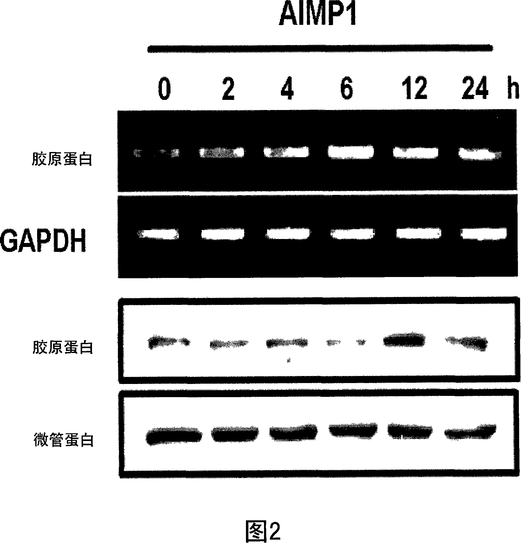Method for stimulation collagen synthesis and/or kgf expression