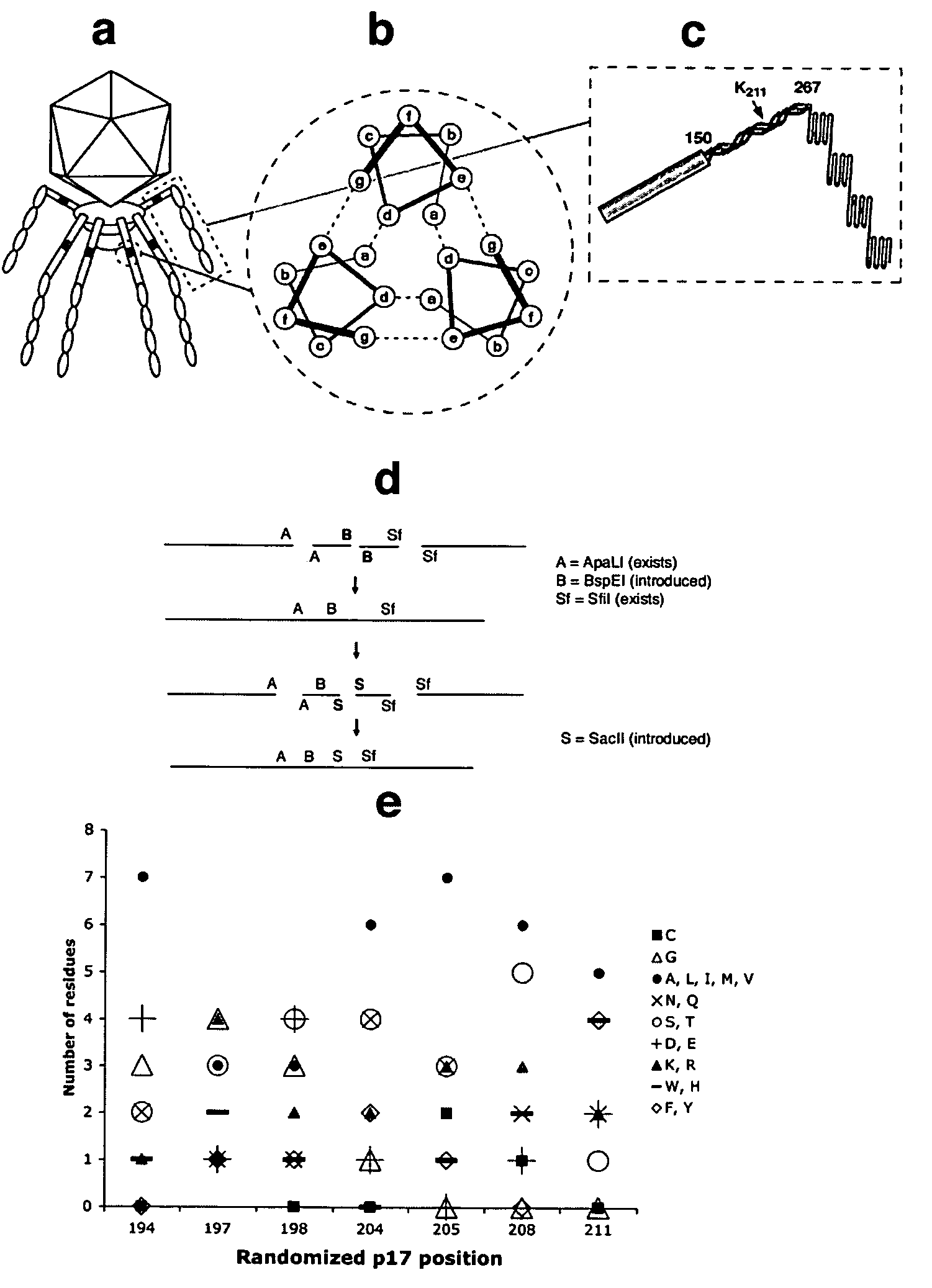 Novel T7 Phage Peptide Display System and Uses Thereof