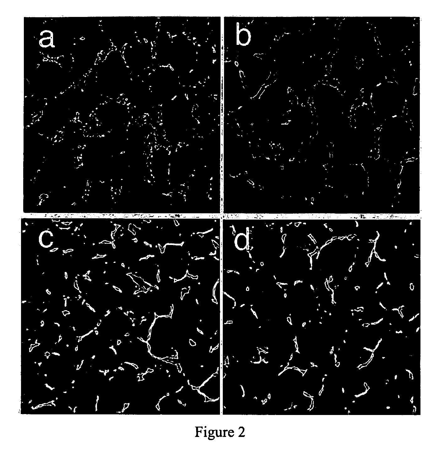 Novel T7 Phage Peptide Display System and Uses Thereof