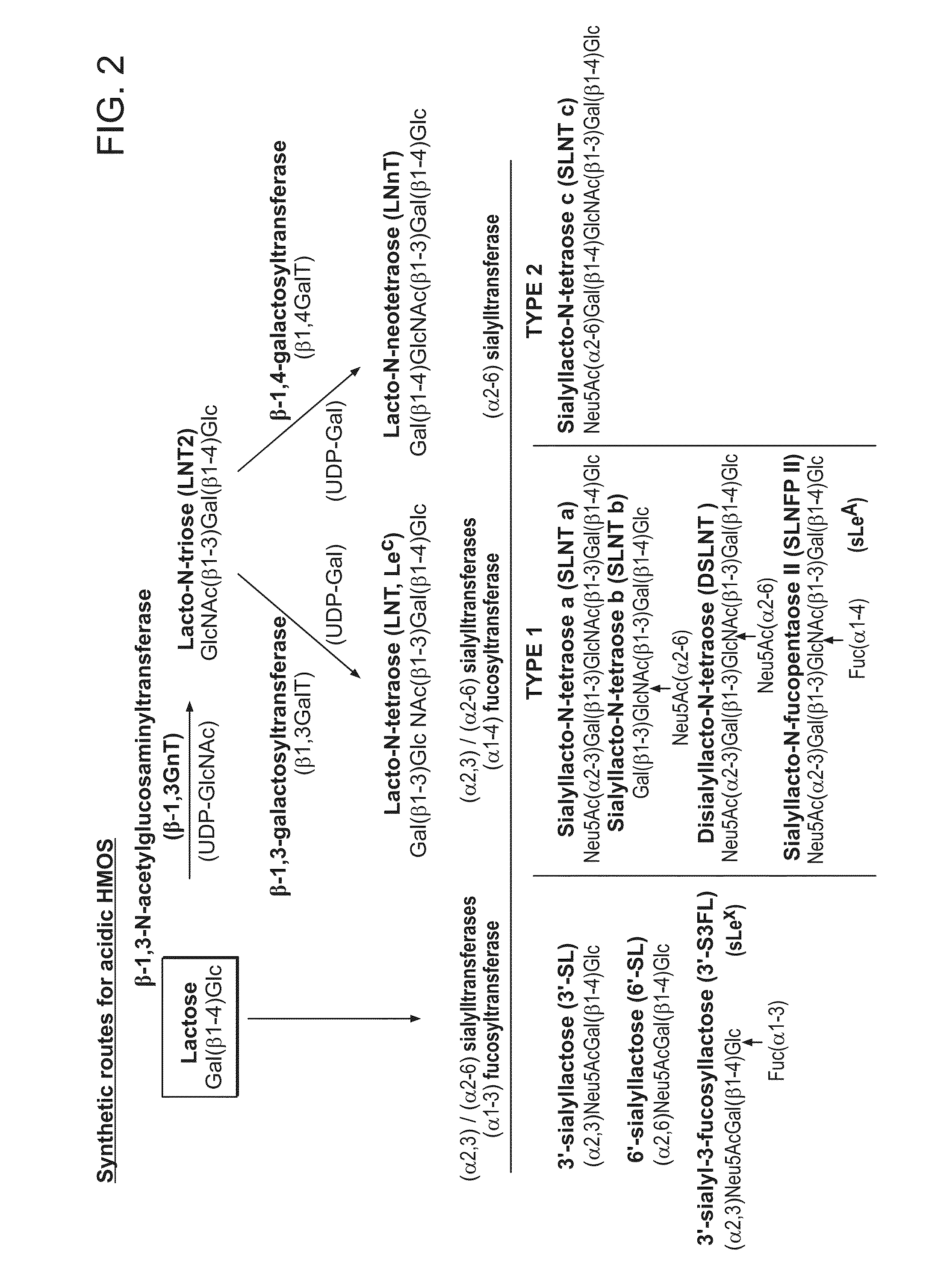 Biosynthesis of Human Milk Oligosaccharides in Engineered Bacteria