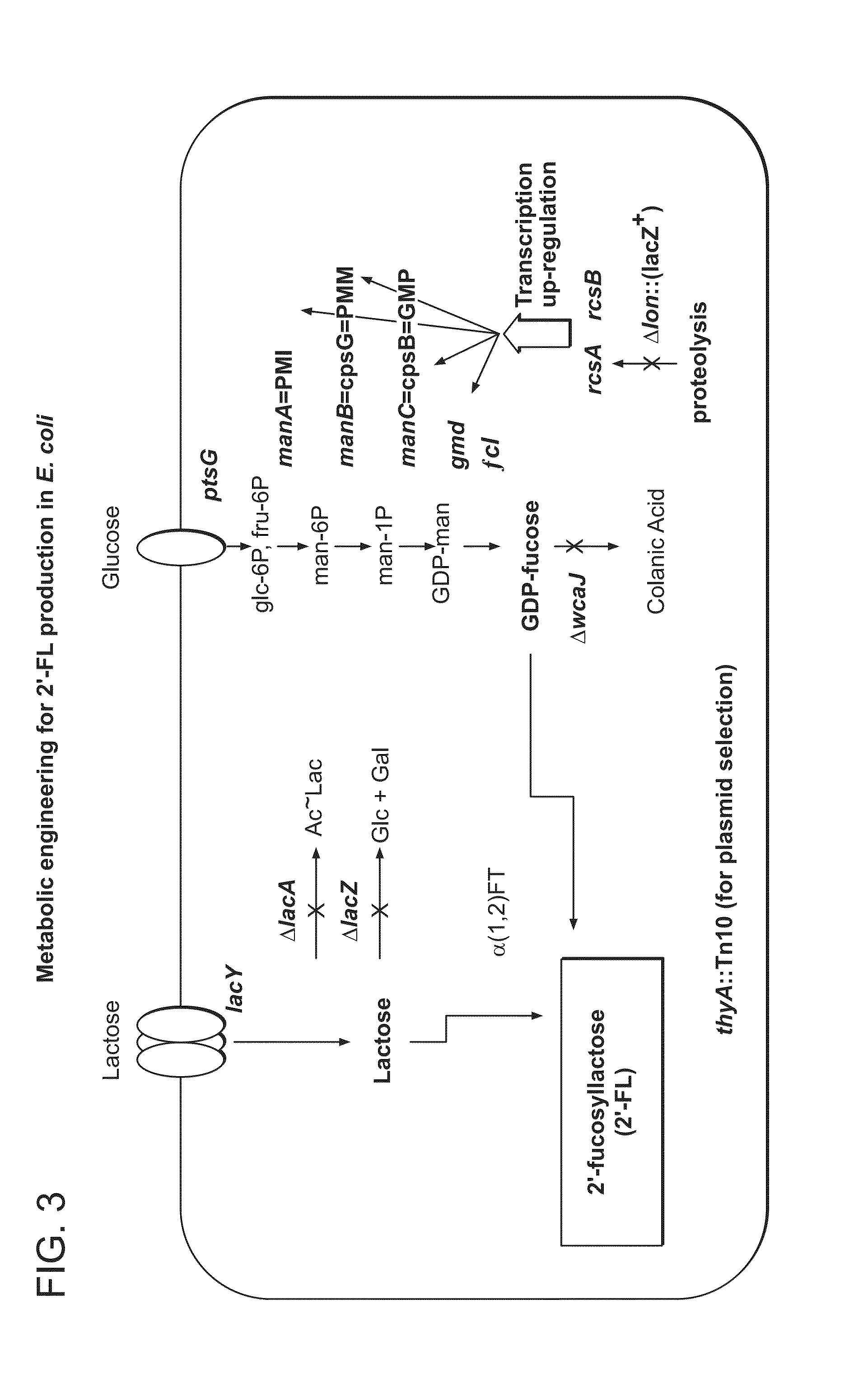 Biosynthesis of Human Milk Oligosaccharides in Engineered Bacteria