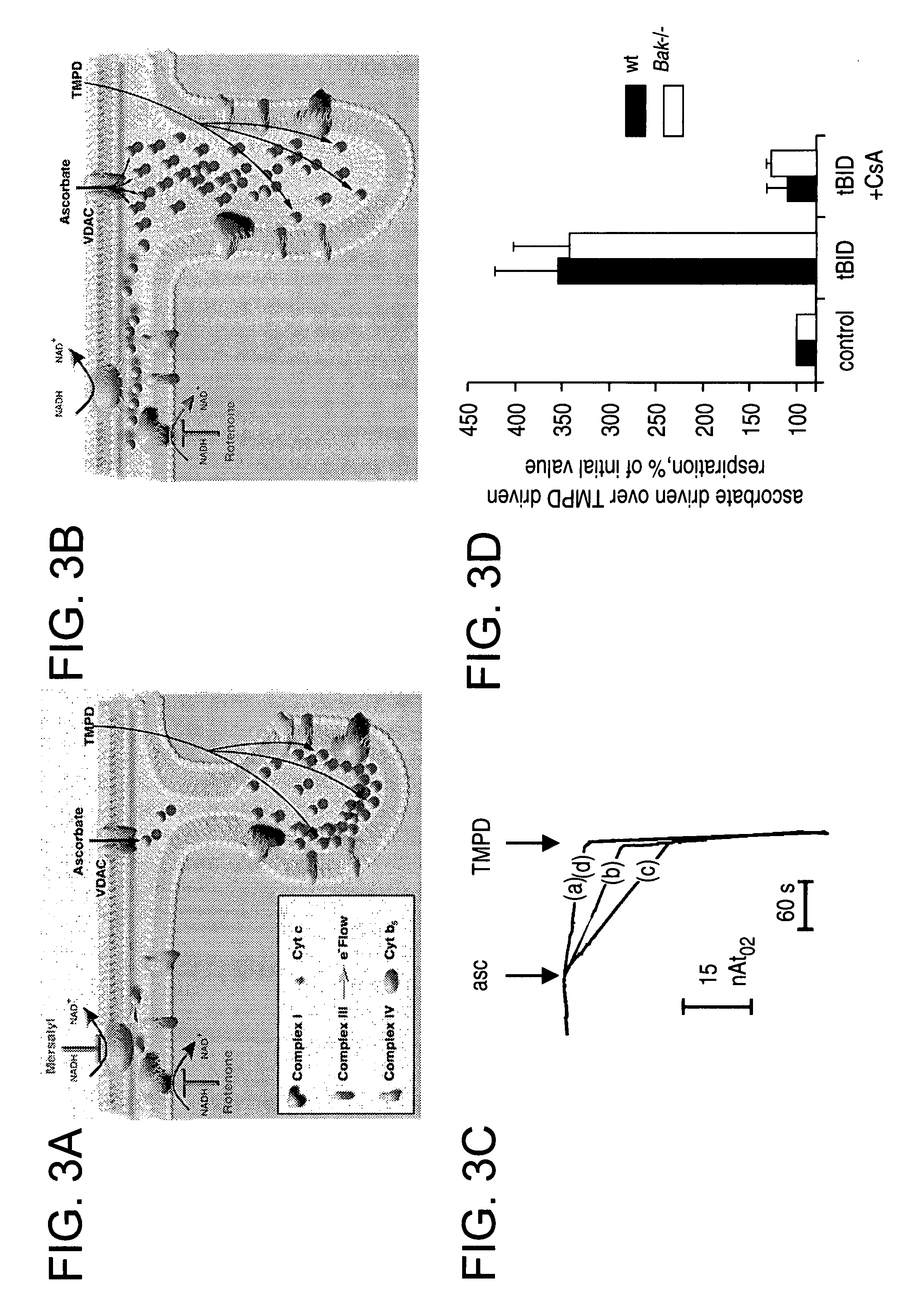 Method of treating apoptosis and compositions thereof