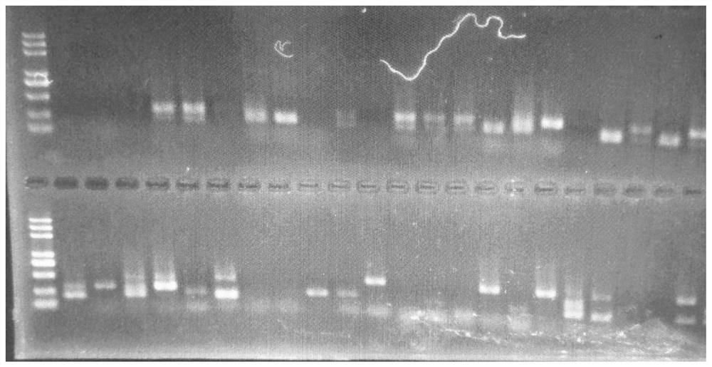 Development method of strawberry functional gene linked SSR marker