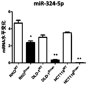 Application of miRNA-324-5p and its activators in the preparation of clinical markers and therapeutic drugs for inflammatory bowel disease and inflammatory bowel disease-related colorectal cancer