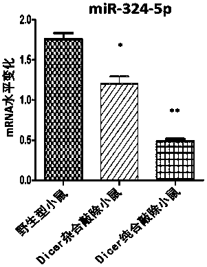 Application of miRNA-324-5p and its activators in the preparation of clinical markers and therapeutic drugs for inflammatory bowel disease and inflammatory bowel disease-related colorectal cancer