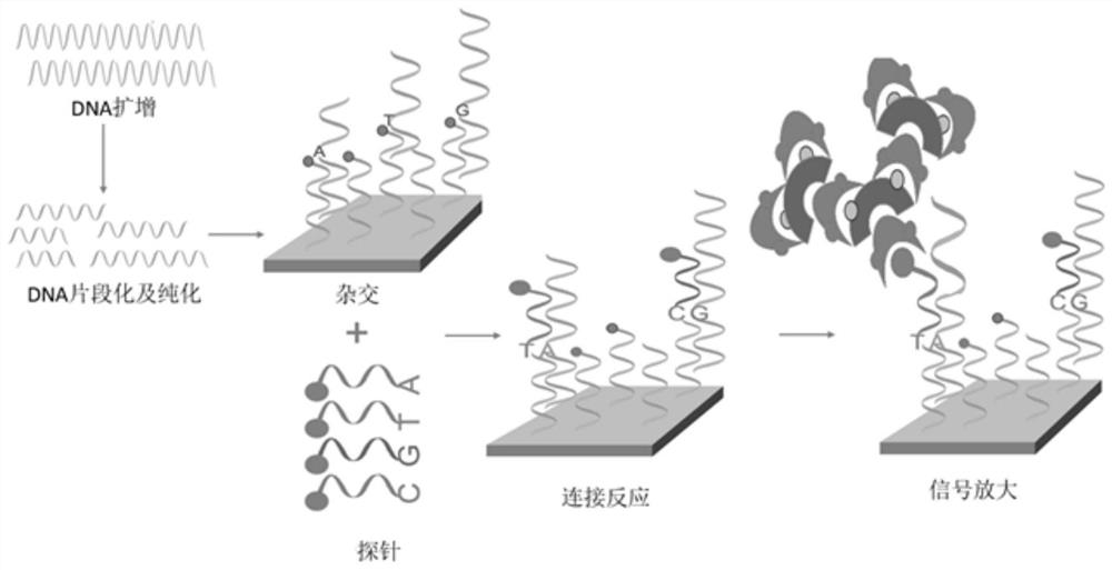 Probe composition, reagent, kit and detection method for detecting mucopolysaccharide storage disease type VII