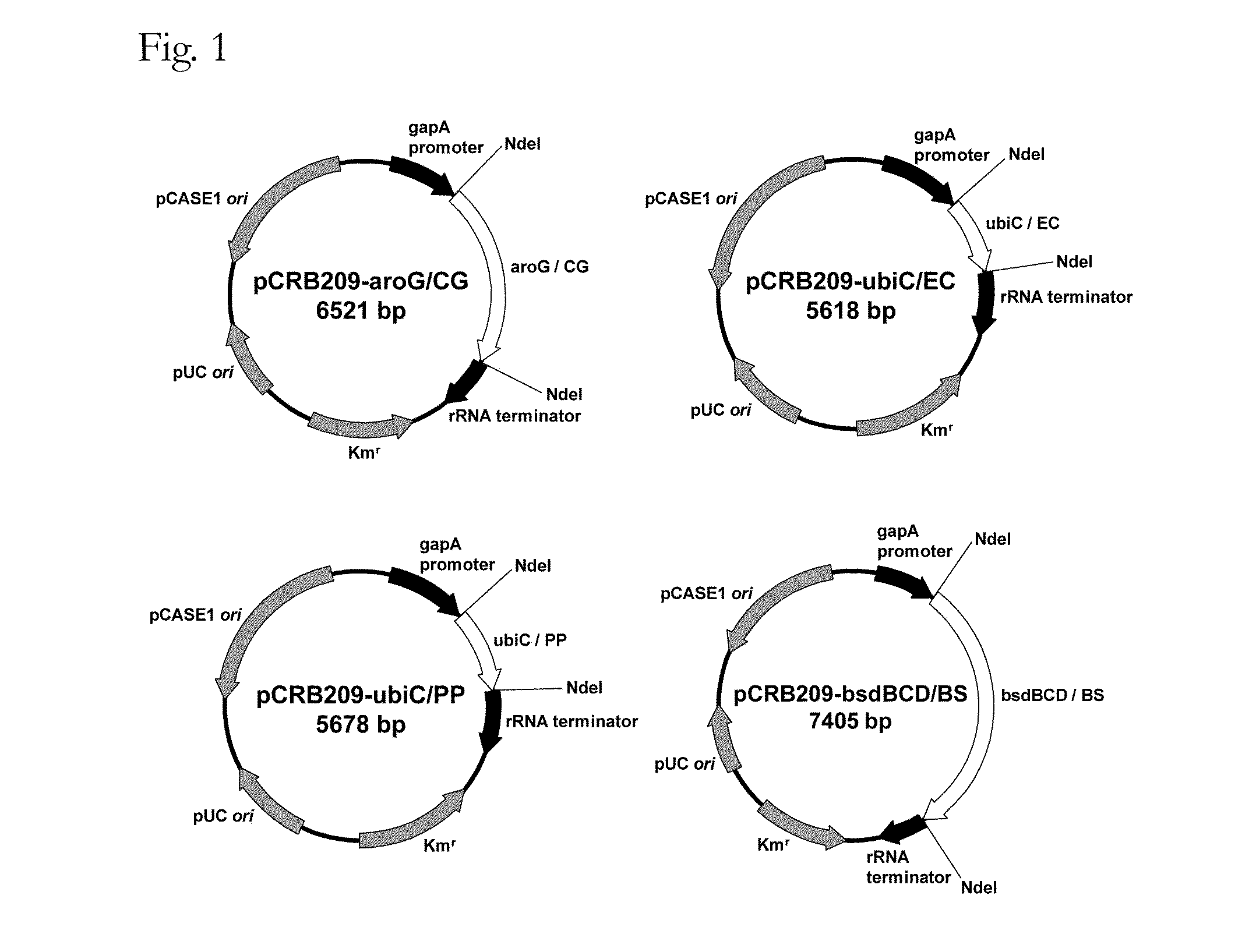 Coryneform bacterium transformant and process for producing phenol using the same