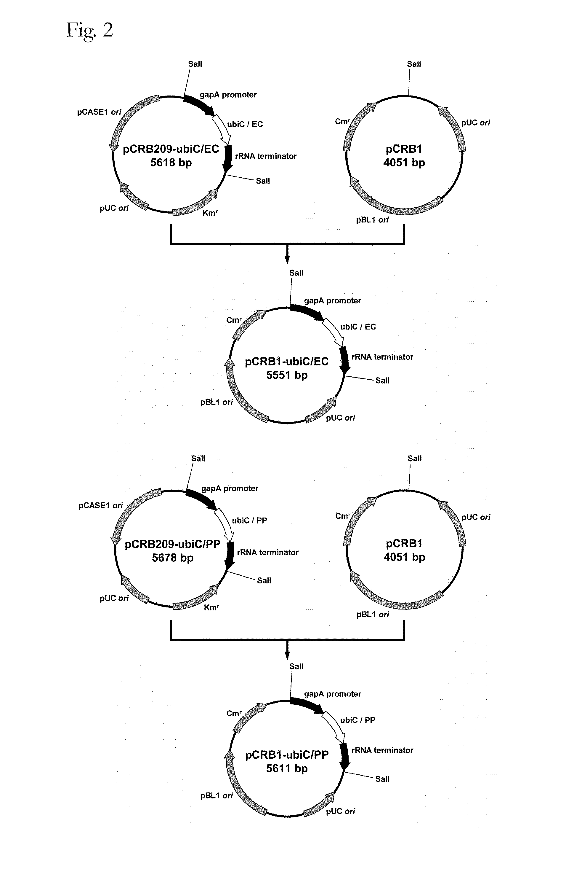 Coryneform bacterium transformant and process for producing phenol using the same