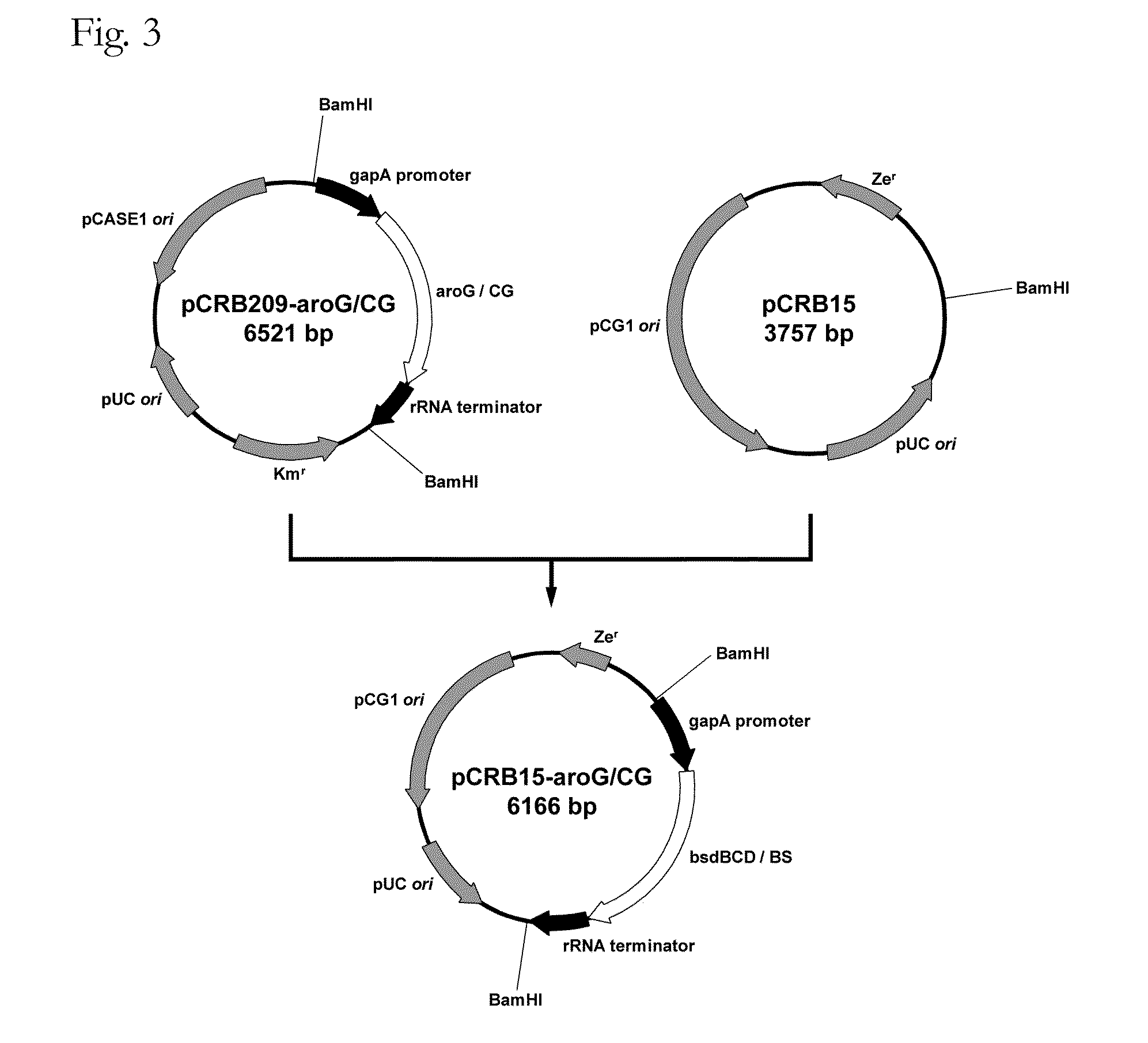 Coryneform bacterium transformant and process for producing phenol using the same