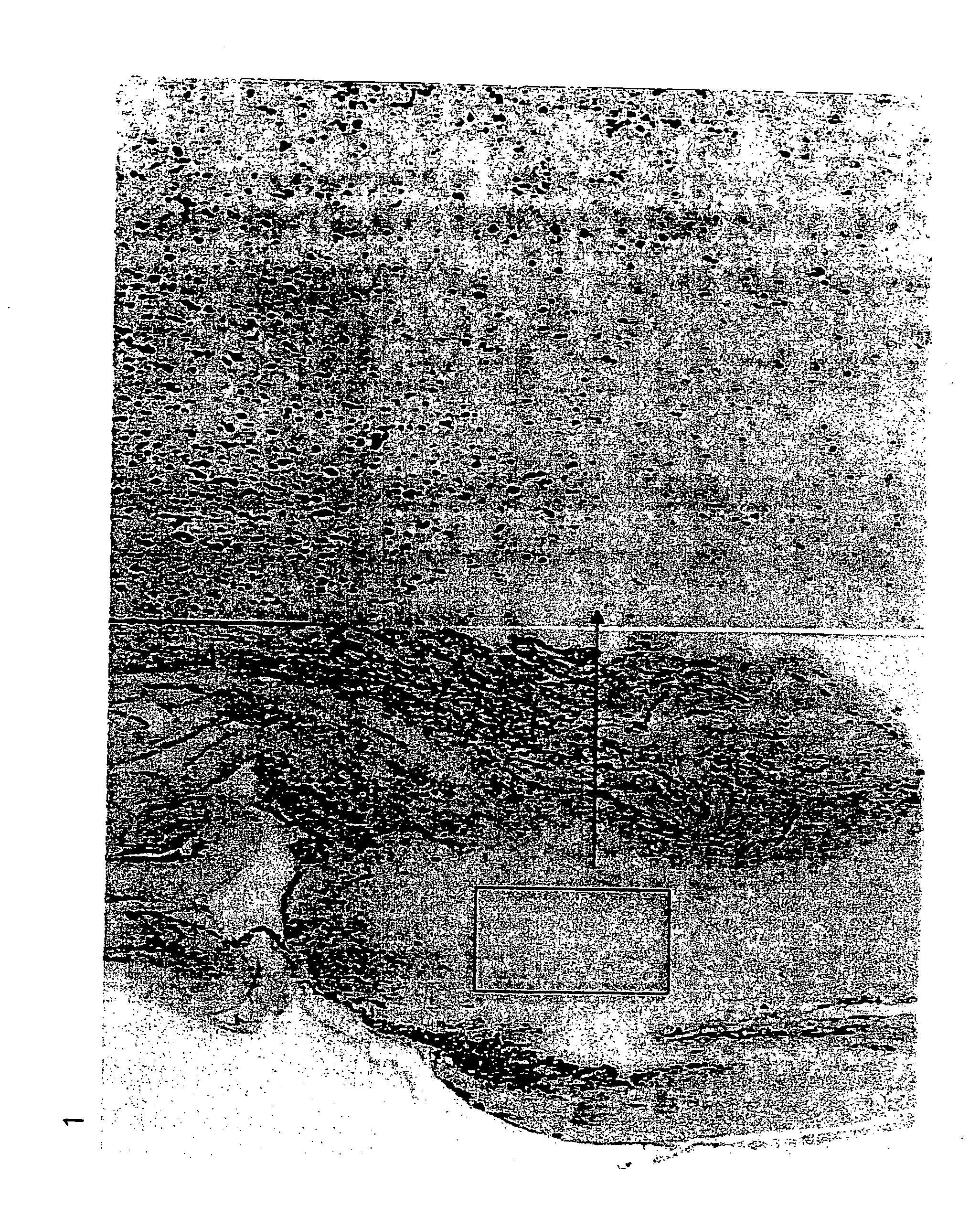 Decoy-containing pharmaceutical compositions and method of using the same