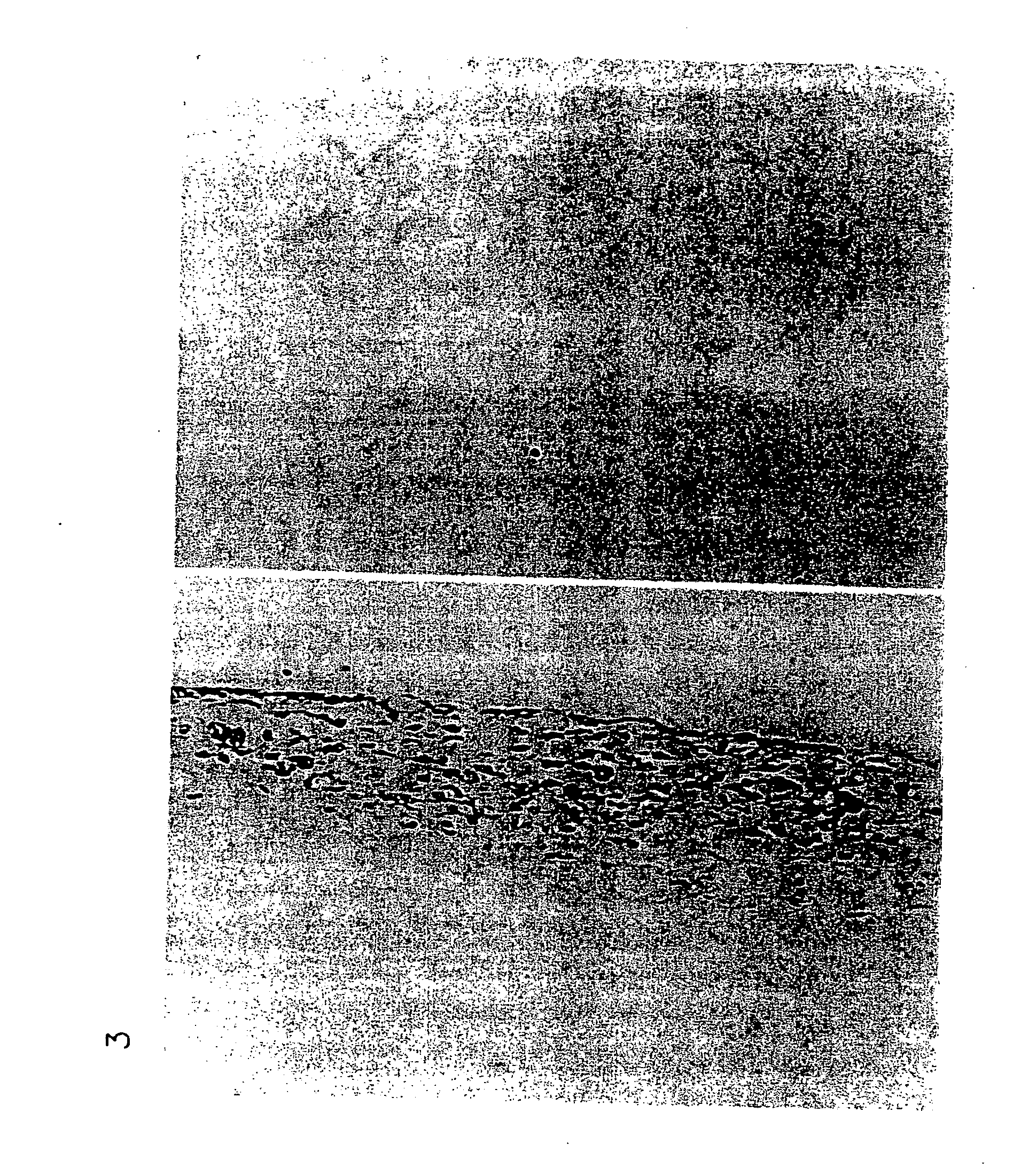Decoy-containing pharmaceutical compositions and method of using the same