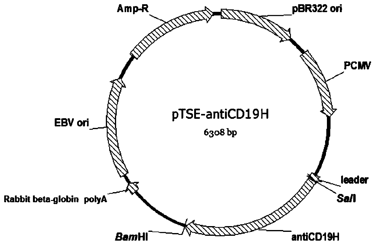 Anti-CD3 and anti-CD19 bispecific antibody