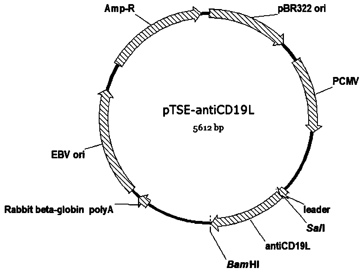 Anti-CD3 and anti-CD19 bispecific antibody