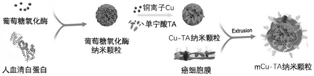 Homologous targeting tannic acid copper albumin composite nanoparticle and preparation method and anti-tumor application thereof