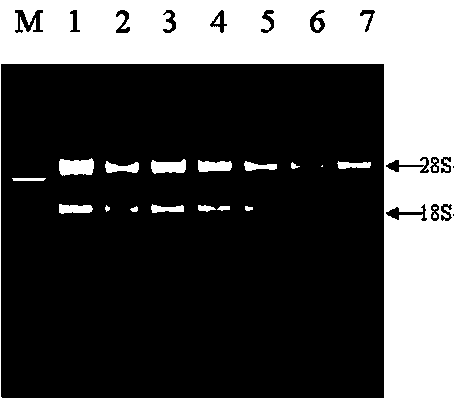 Dioscorea alata lirm.sp tissue RNA extraction method