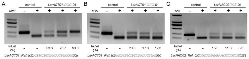 Genome editing expression cassette, vector and application thereof